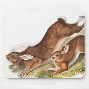 Illustration des Nordhaars (Lepus Americanus) Mousepad