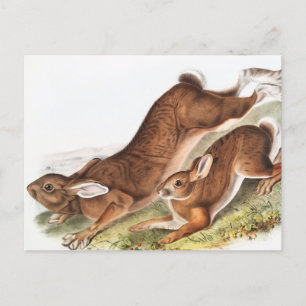 Illustration des Nordhaars (Lepus Americanus) Postkarte