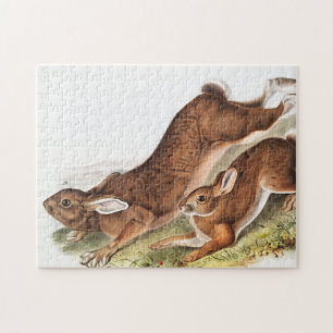 Illustration des Nördlichen Hasen (Lepus Americanu Puzzle
