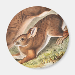 Illustration des Nördlichen Schneehasen (Lepus Ame Magnet
