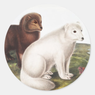 Illustration des Polarfuchses (Vulpes lagopus) Runder Aufkleber