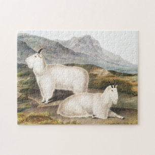 Illustration des Rocky-Mountain-Schneebocks (Capra Puzzle