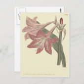 Illustration des rosafarbenen Amaryllis Postkarte (Vorne/Hinten)