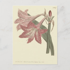 Illustration des rosafarbenen Amaryllis Postkarte