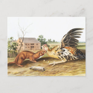 Illustration des Rötlichen Wiesels (Putorius fuscu Postkarte