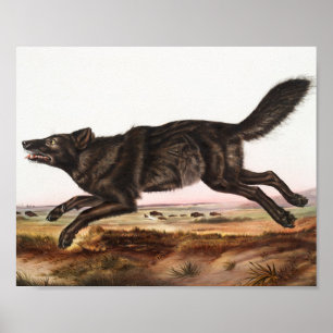 Illustration des Schwarzen Amerikanischen Wolf (Ca Poster