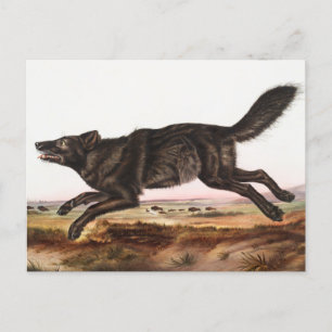 Illustration des Schwarzen Amerikanischen Wolfes ( Postkarte