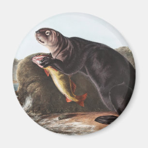Illustration des Seeotters (Enhydra marina) Magnet