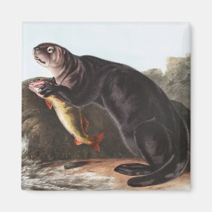 Illustration des Seeotters (Enhydra marina) Magnet