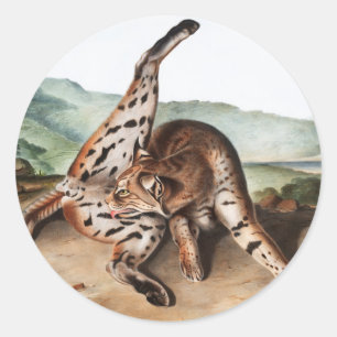 Illustration des Texan Lynx (Lynx rufus var macula Runder Aufkleber