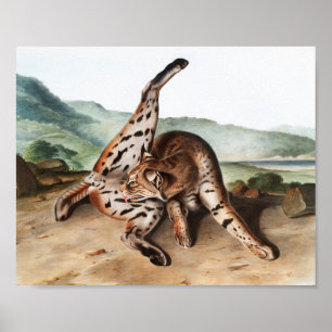 Illustration des Texas-Luchses (Lynx rufus var mac Poster