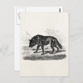 Illustration des Vintagen Amerikanischen Wolfs der Postkarte (Vorne/Hinten)
