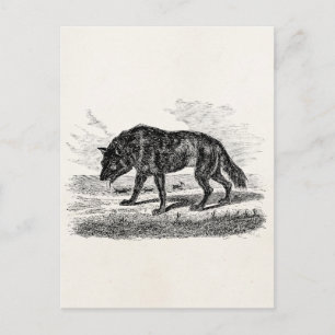 Illustration des Vintagen Amerikanischen Wolfs der Postkarte