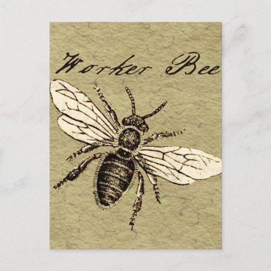 Illustration des Vintagen Bieneninsekts Antike Postkarte (Vorderseite)