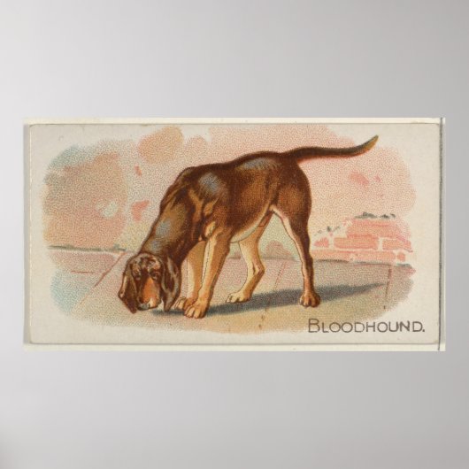 Illustration des Vintagen Bluthundes bei Hunden (1 Poster (Vorne)