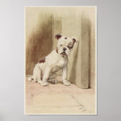 Illustration des Vintagen Englischen Bulldog Poster (Vorne)