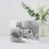 Illustration des Vintagen Hundes mit chinesischer Postkarte (Stehend Vorderseite)