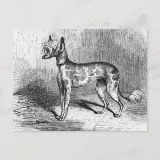 Illustration des Vintagen Hundes mit chinesischer Postkarte (Vorderseite)