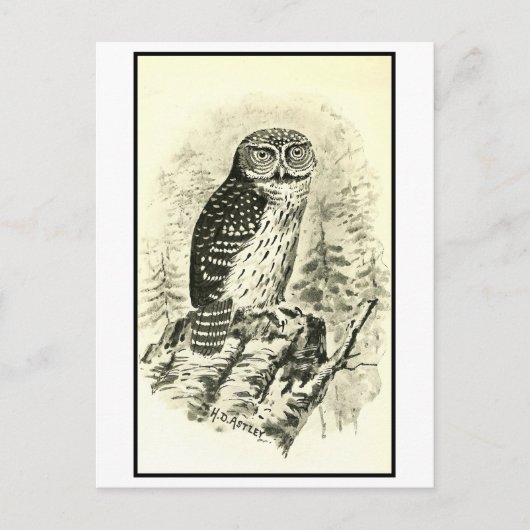 Illustration des Vintagen Schweineauschens Postkarte (Vorderseite)