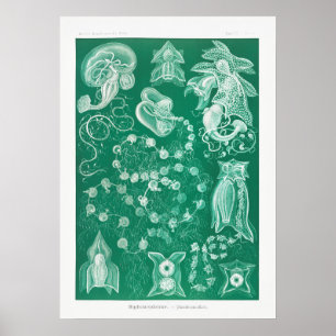 Illustration des Vintagen Tintenfischs Poster