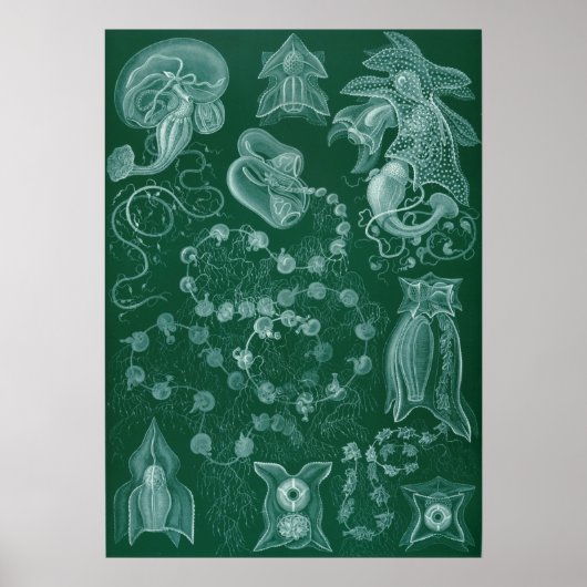 Illustration des Vintagen Tintenfischs Poster (Vorne)