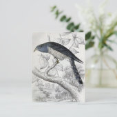 Illustration des Vintagen Vogels in Lineated Cucko Postkarte (Stehend Vorderseite)