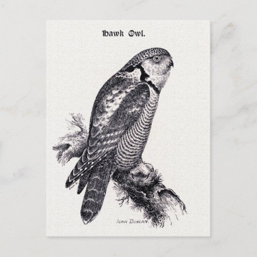 Illustration des Vintagen Vogels von Hawk Owl Postkarte (Vorderseite)