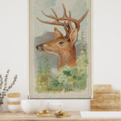 Illustration des Vintagen Weißen Schwanzes (1888) Poster (Küche)