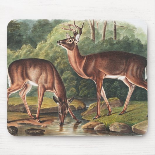 Illustration des Virginianus (Cervus Virginianus) Mousepad (Vorne)