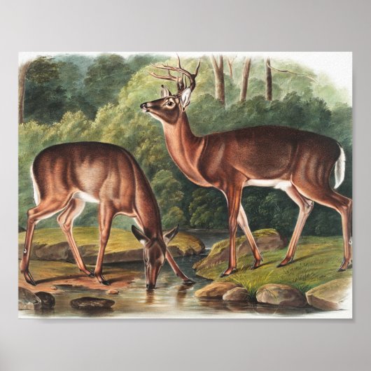 Illustration des Virginianus (Cervus Virginianus) Poster (Vorne)