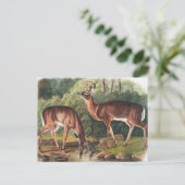 Illustration des Virginianus (Cervus Virginianus) Postkarte (Stehend Vorderseite)