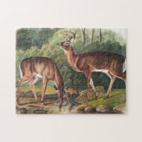 Illustration des Virginianus (Cervus Virginianus)