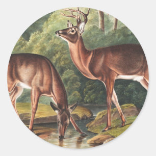 Illustration des Virginianus (Cervus Virginianus) Runder Aufkleber