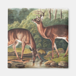 Illustration des Virginischen Hirsches (Cervus Vir Magnet