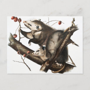 Illustration des Virginischen Opossums Didelphis V Postkarte
