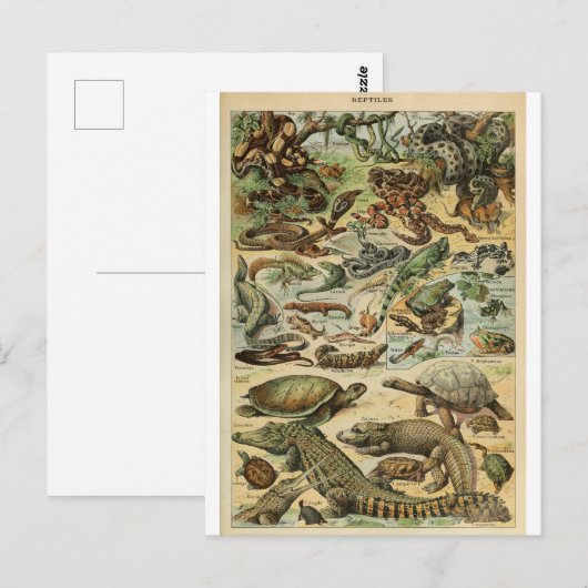 Illustration dictionaire reptiles postkarte (Vorne/Hinten)