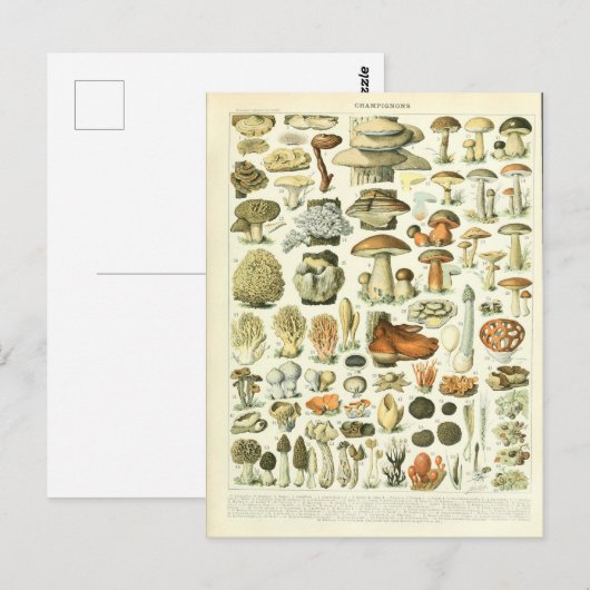 Illustration dictionnaire Champignons Postkarte (Vorne/Hinten)