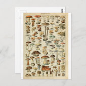 Illustration dictionnaire Champignons Postkarte (Vorne/Hinten)