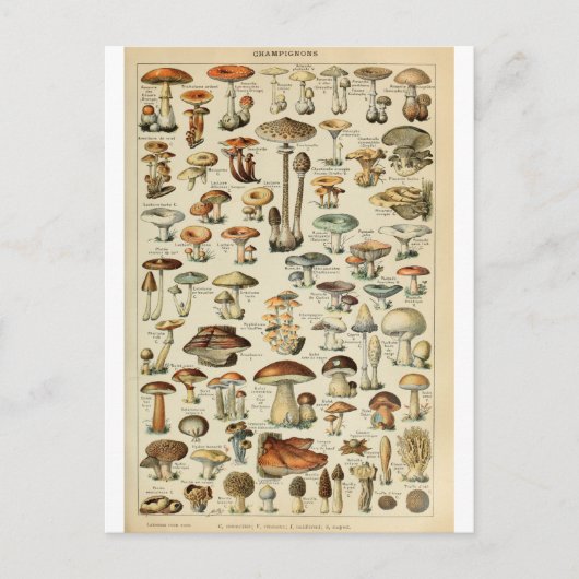 Illustration dictionnaire Champignons Postkarte (Vorderseite)