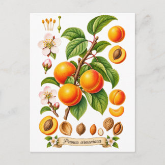 Illustration einer alten Botanik - Aprikose Postkarte