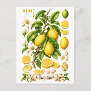 Illustration einer alten Botanik-Zitrone Postkarte