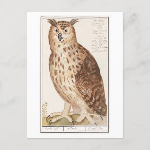 Illustration einer alten Eule Postkarte