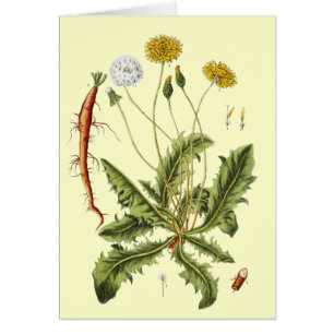 Illustration einer alten Löwenzahnblüte