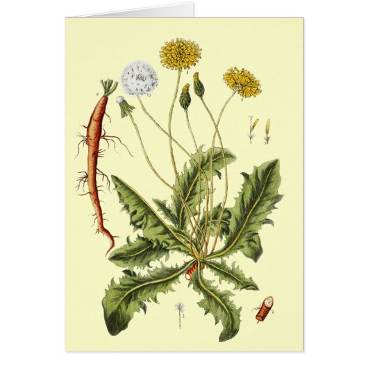 Illustration einer alten Löwenzahnblüte (Vorne)