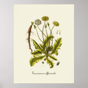 Illustration einer alten Löwenzahnblüte Poster