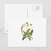 Illustration einer alten Löwenzahnblüte Postkarte (Vorne/Hinten)