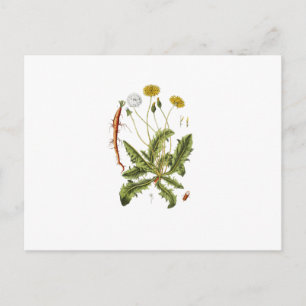 Illustration einer alten Löwenzahnblüte Postkarte