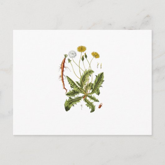Illustration einer alten Löwenzahnblüte Postkarte (Vorderseite)