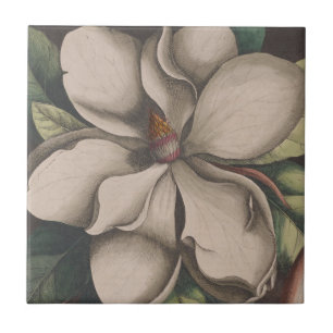 Illustration einer alten Magnolienblüte Fliese