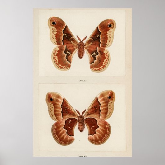 Illustration einer alten Motte Poster (Vorne)